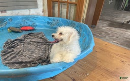 Bichon Frise dogs for sale: Lola - Image 3