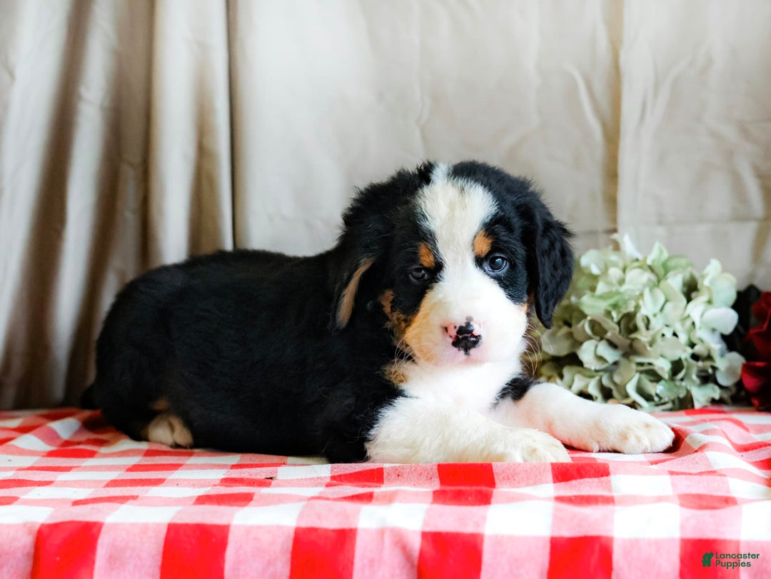 Bernese Mountain Dog dogs for sale: Milo - Image 3