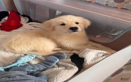 Alaskan Malamute dogs for sale: Evangeline - Image 3