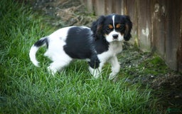 Cavalier King Charles Spaniel dogs for sale: Nero - Image 22