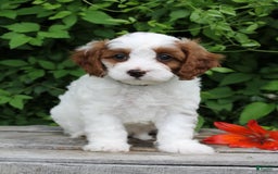 Cavapoo dogs for sale: Malcomb - Image 1