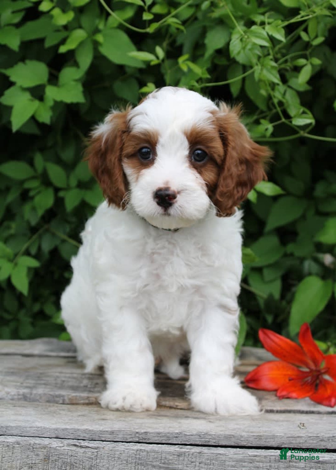 Cavapoo dogs for sale: Malcomb - Image 1