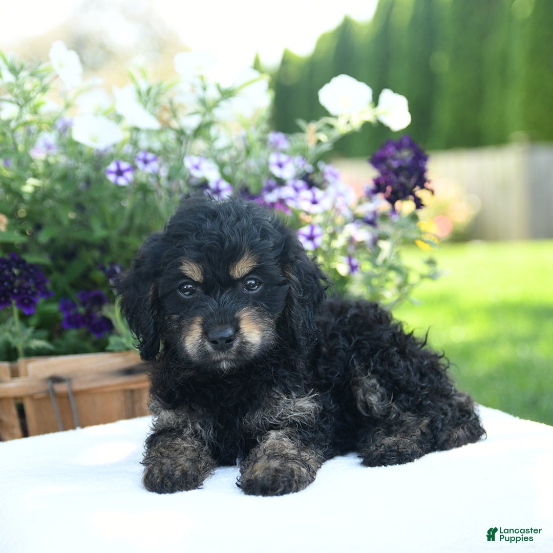 Cavapoo dogs for sale: Kitkat - Image 4