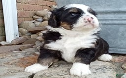 Mini Bernedoodle dogs for sale: Banjo - Image 2