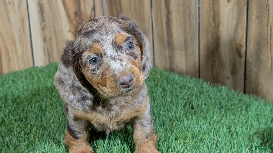 Miniature Dachshund dogs for sale: Petunia - Image 2