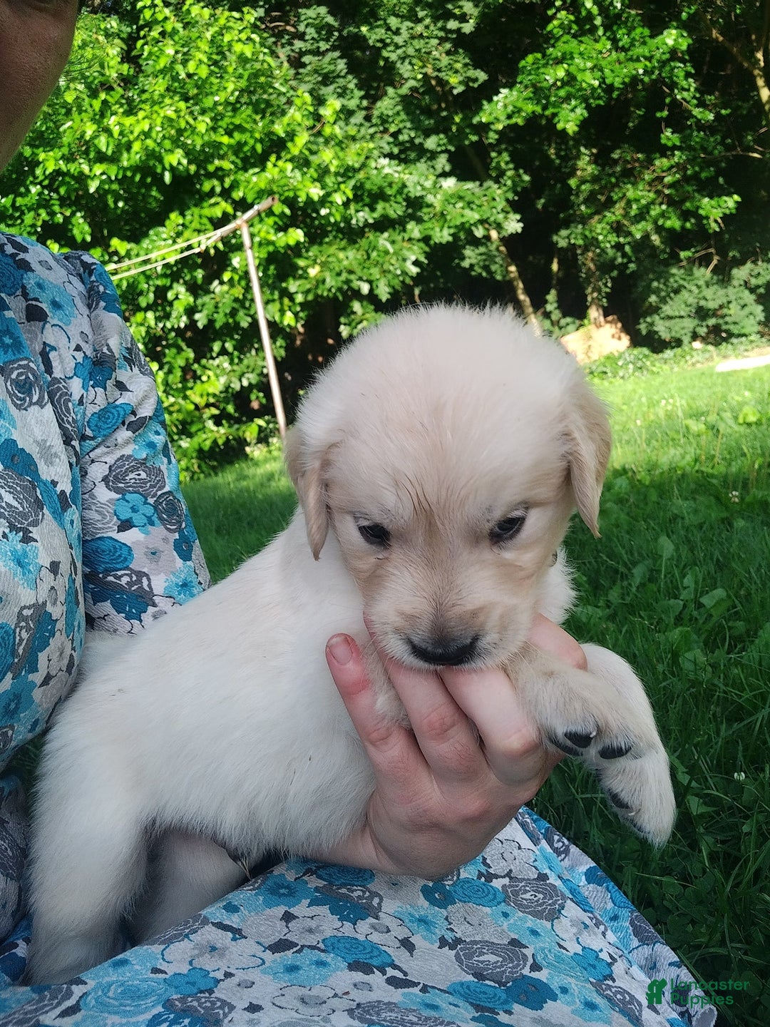 Golden Retriever dogs for sale: Picasso - Image 6