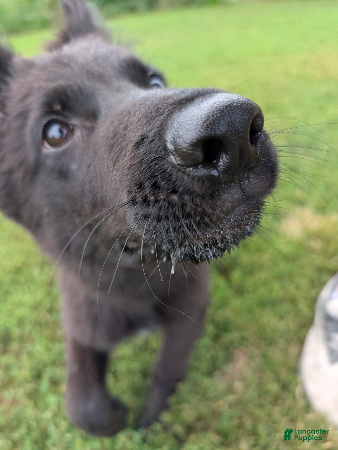 German Shepherd dogs for sale: Barkley - Image 3