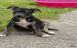 American Bully dogs for sale: Bear - Image 3