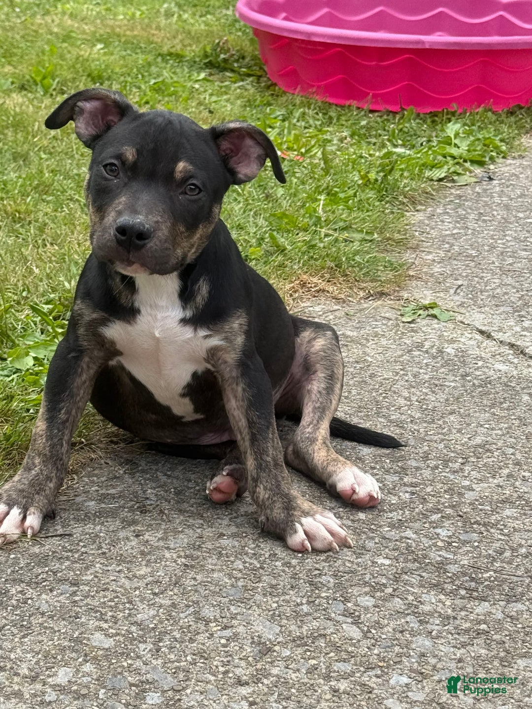 American Bully dogs for sale: Bear - Image 3