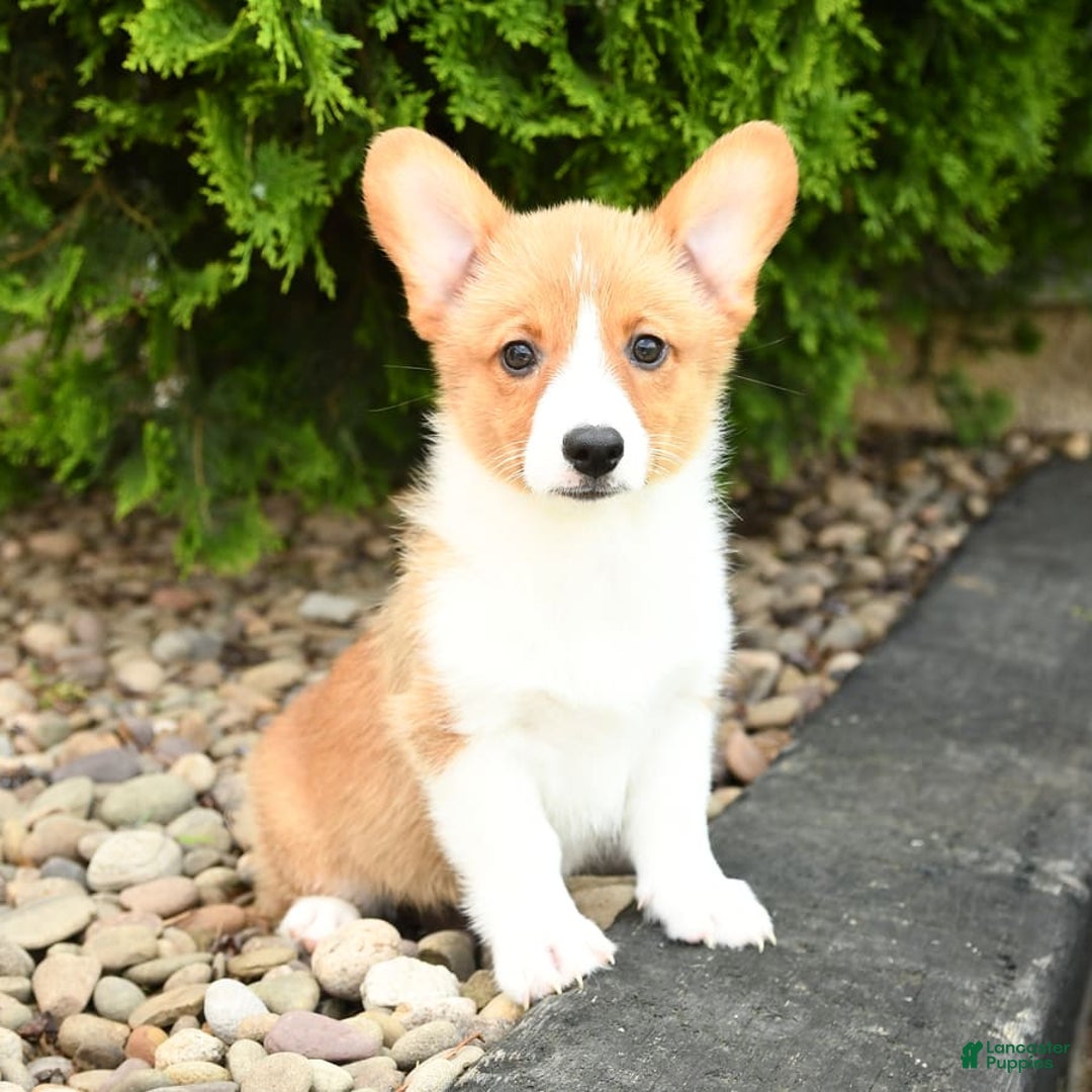 Welsh Corgi Pembroke dogs for sale: Clementine - Image 8