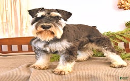 Miniature Schnauzer dogs for sale: Hallie - Image 7