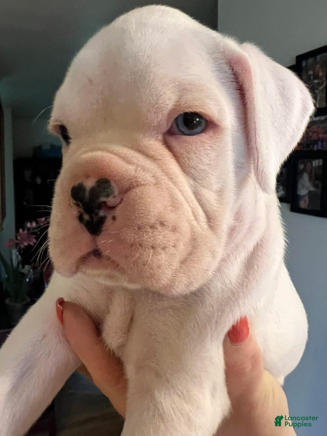 Boxer dogs for sale: Blue Eyes - Image 2
