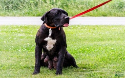 Great Dane dogs for sale: Krista - Image 23