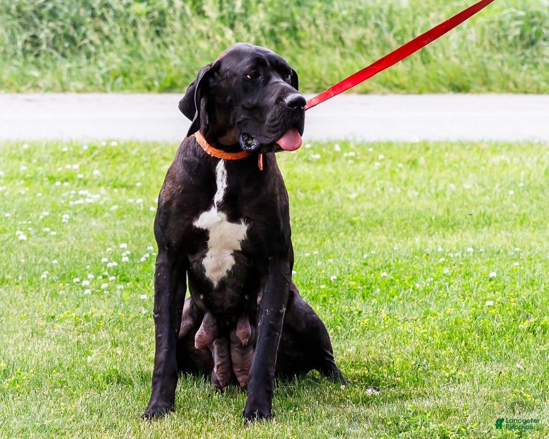 Great Dane dogs for sale: Krista - Image 23