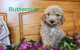Standard Poodle dogs for sale: Buttercup - Image 4