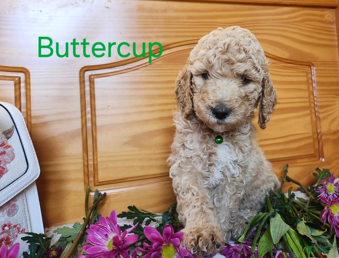 Standard Poodle dogs for sale: Buttercup - Image 4