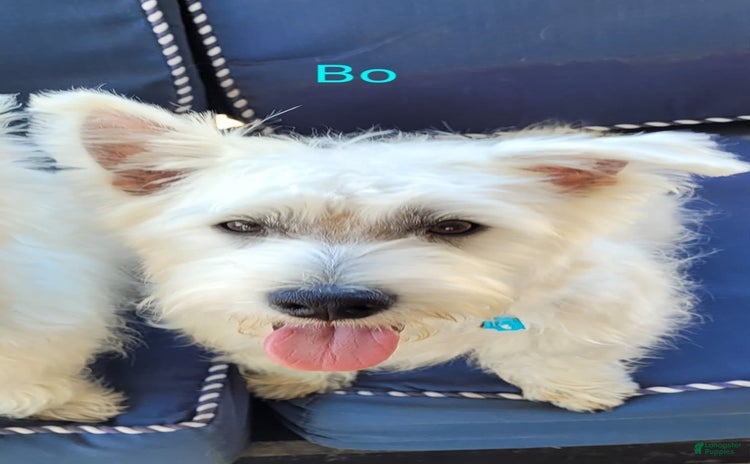 West Highland Terrier dogs for sale - Ad 4