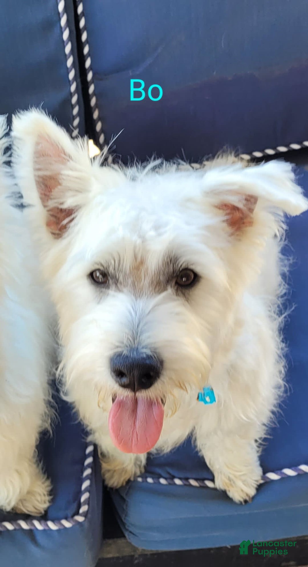 West Highland Terrier dogs for sale: Bo - Image 1