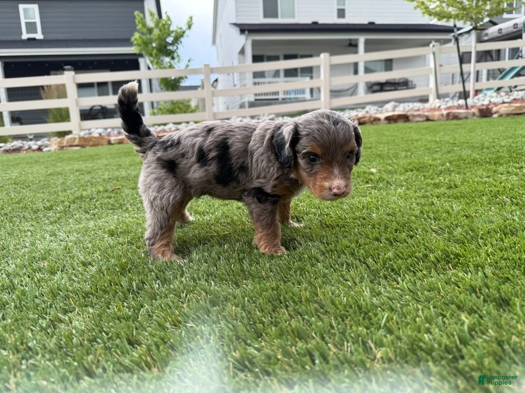 Bernedoodle dogs for sale: 9 - Image 3