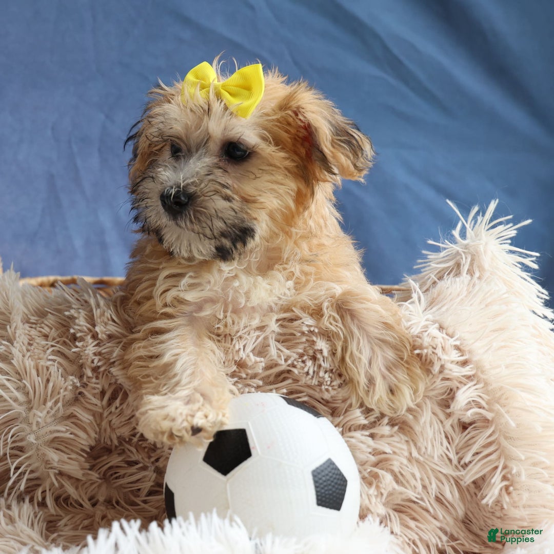 Yochon dogs for sale: Theodore - Image 7