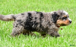 Mini Bernedoodle dogs for sale: Jerry - Image 11