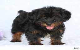Yorkiepoo dogs for sale: Denver - Image 5