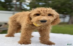 Mini Goldendoodle dogs for sale: Apollo - Image 10