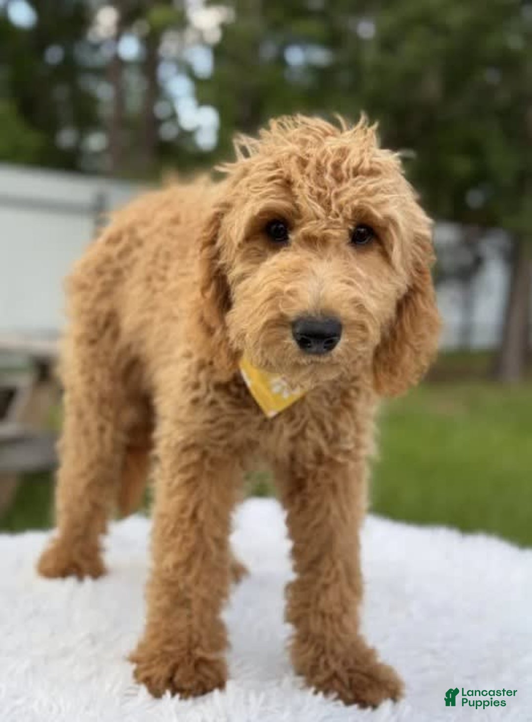 Mini Goldendoodle dogs for sale: Apollo - Image 10