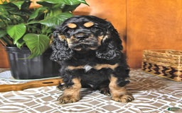 Cocker Spaniel dogs for sale: Banjo - Image 17