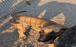 English Mastiff dogs for sale: Marty - Image 1