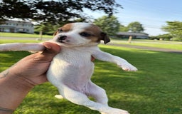 Jack Russell Terrier dogs for sale: Mila - Image 4