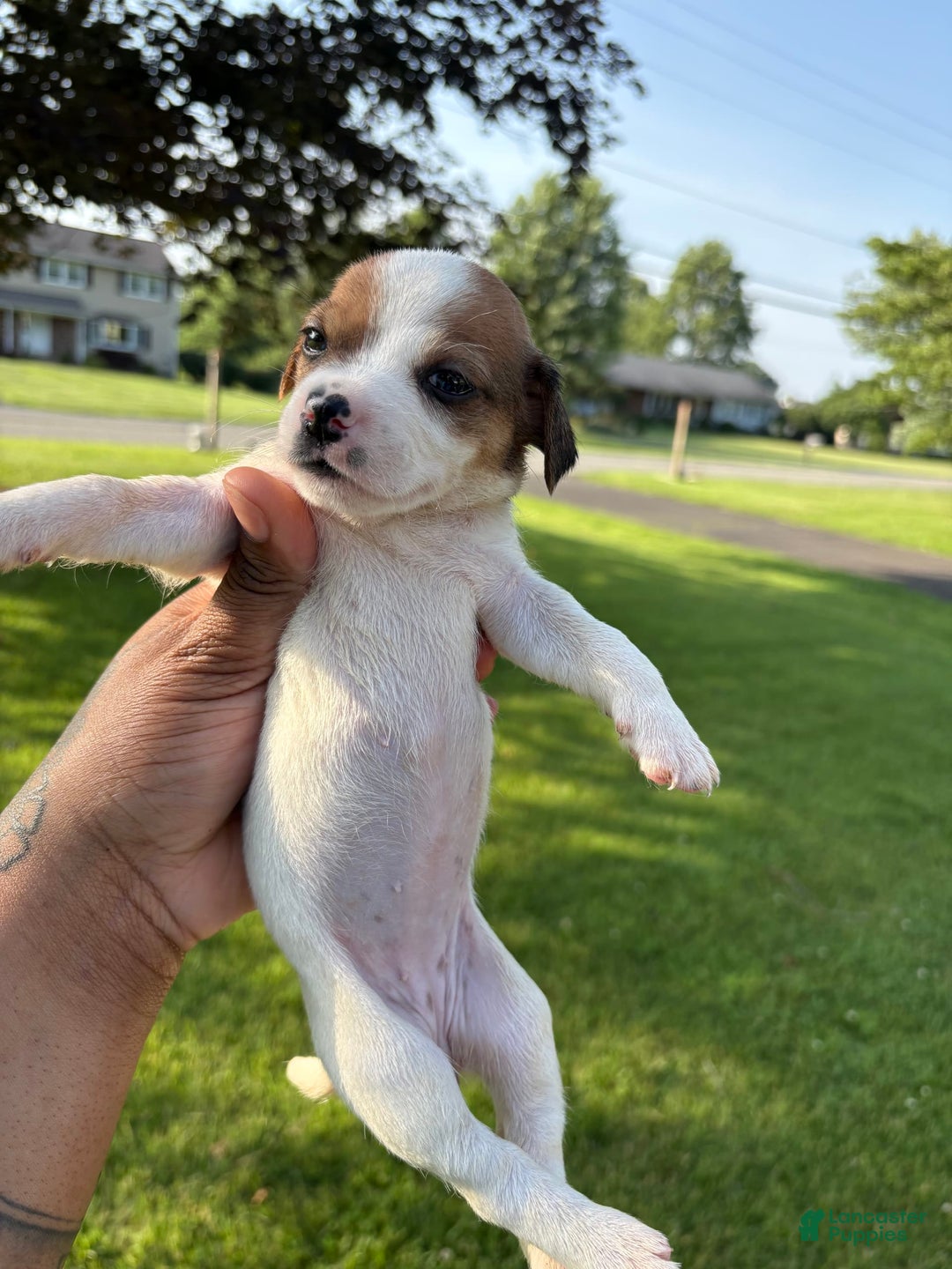 Jack Russell Terrier dogs for sale: Mila - Image 4