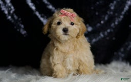Maltipoo dogs for sale: Rosie - Image 2