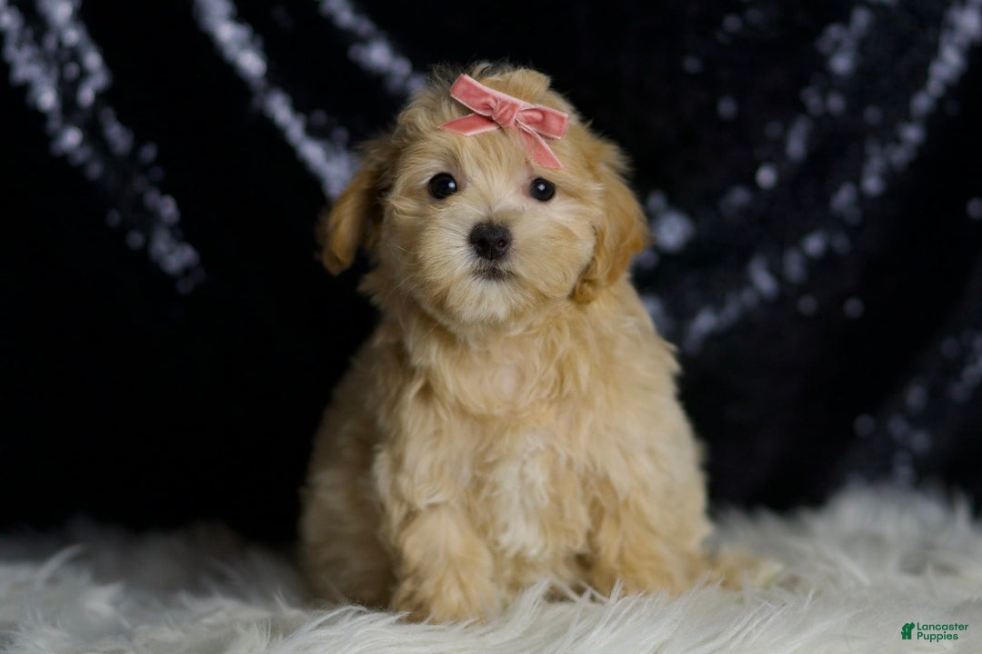 Maltipoo dogs for sale: Rosie - Image 2