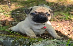 Pug dogs for sale: Don - Image 8