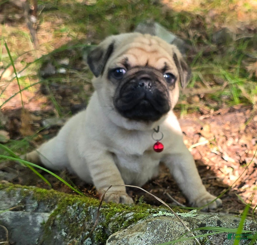 Pug dogs for sale: Don - Image 8