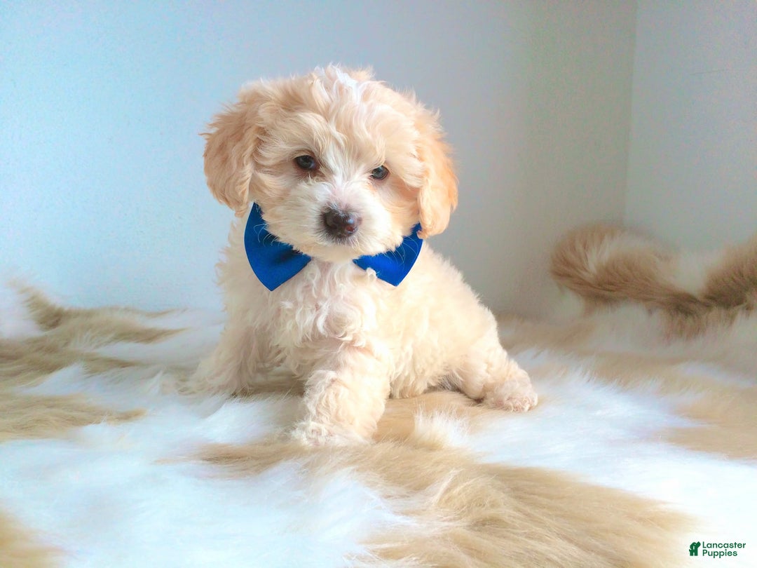 Maltipoo dogs for sale: Angel - Image 10