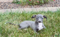 Italian Greyhound dogs for sale: Jenna - Image 6