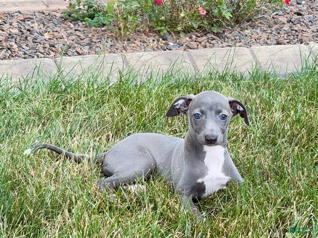 Italian Greyhound dogs for sale: Jenna - Image 6