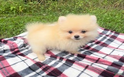 Pomeranian dogs for sale: Finn - Image 5