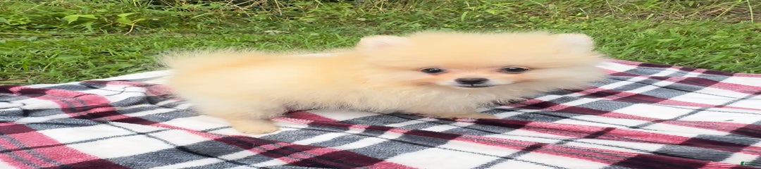 Finn