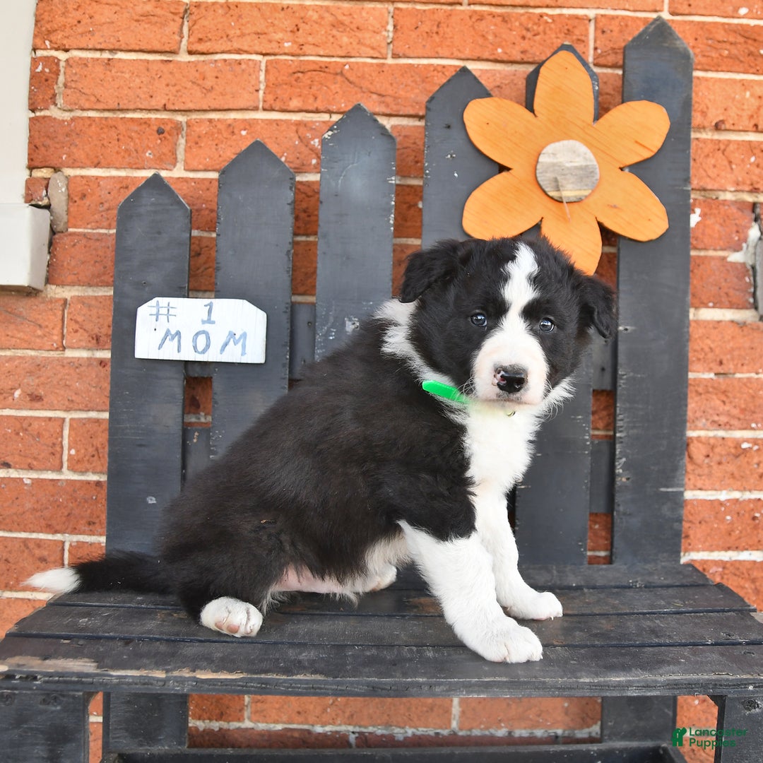 Border Collie dogs for sale: Candy - Image 3