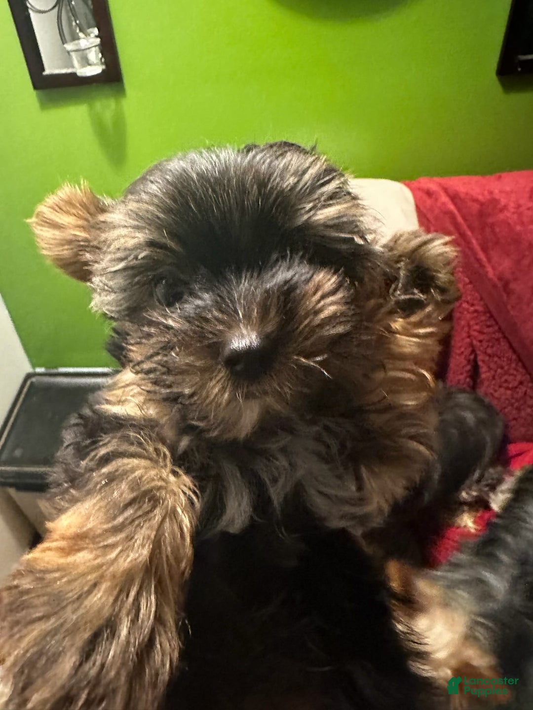 Yorkshire Terrier dogs for sale: Daisy - Image 3