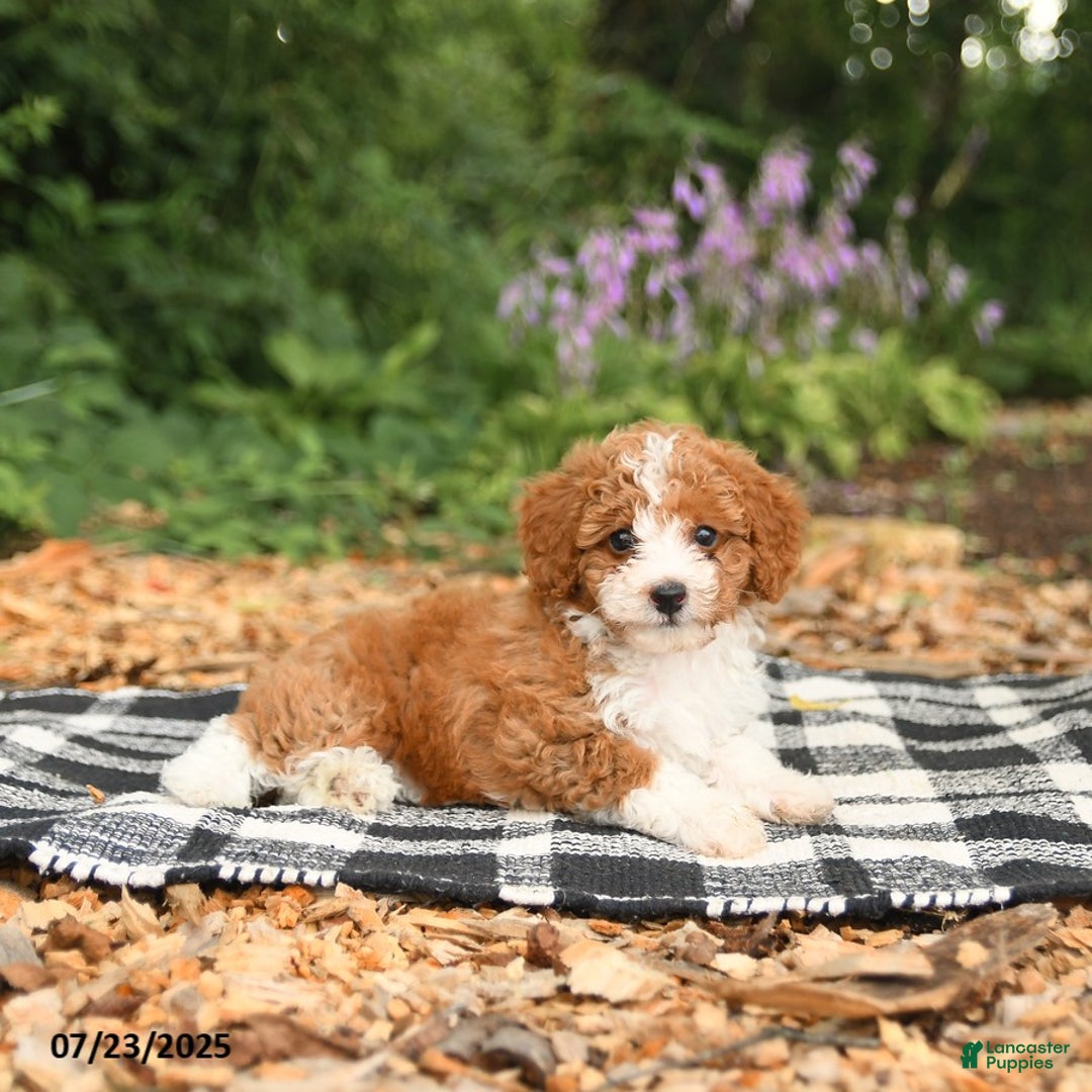 Mini Aussiedoodle dogs for sale: Hattie - Image 2
