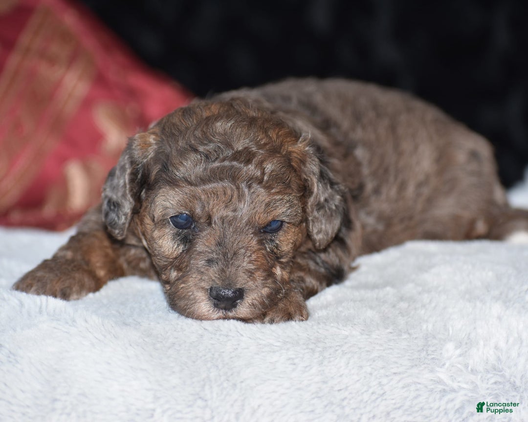 Yorkiepoo dogs for sale: Petunia - Image 4