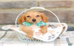 Miniature Dachshund dogs for sale: Vicky - Image 2