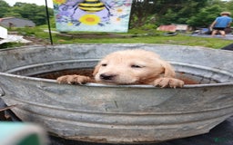 Labrador Retriever dogs for sale: Labrador Retriever 8 puppies - Image 4