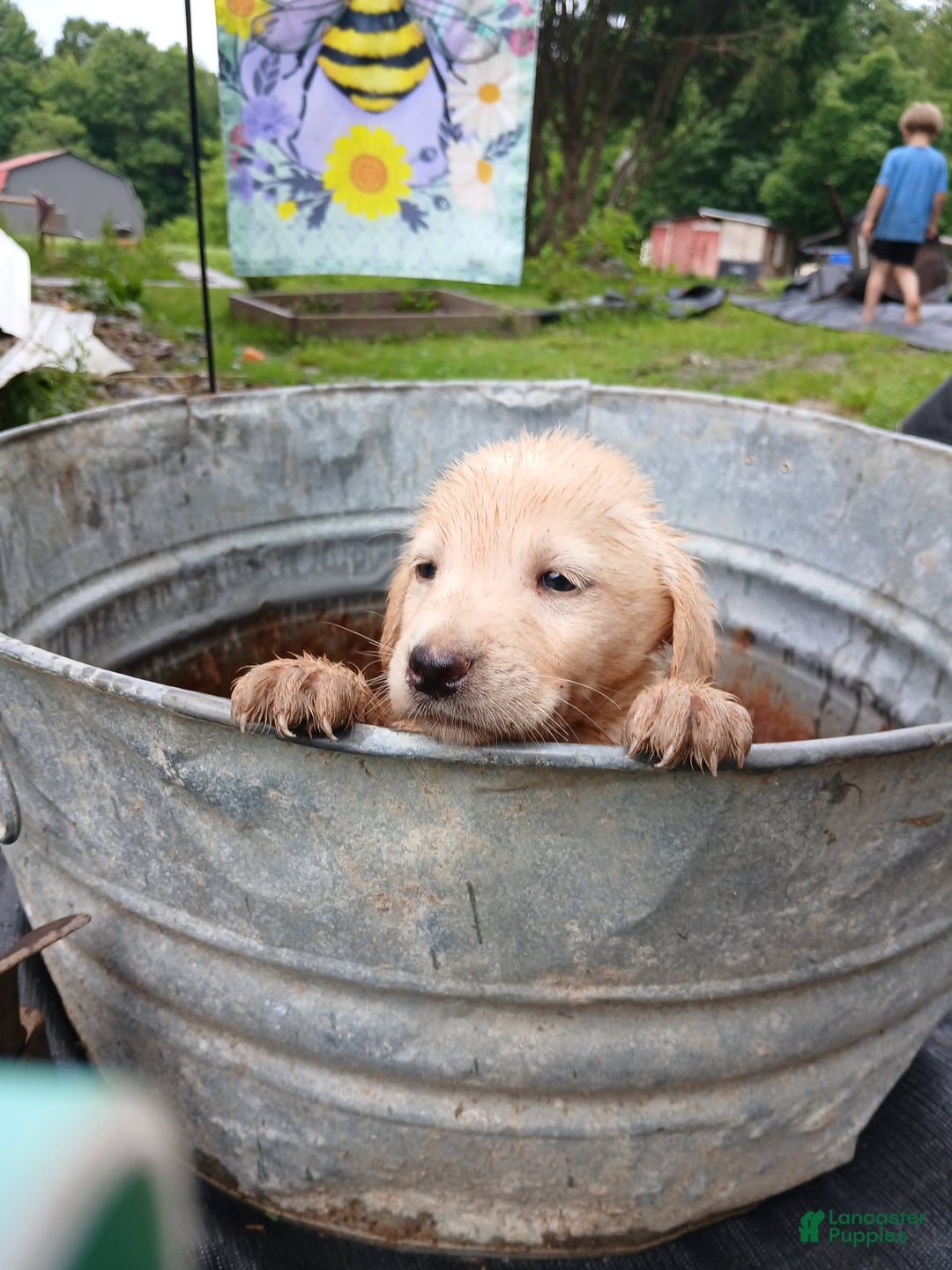 Labrador Retriever dogs for sale: Labrador Retriever 8 puppies - Image 4