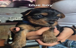 Yorkshire Terrier dogs for sale: Billy - Image 1