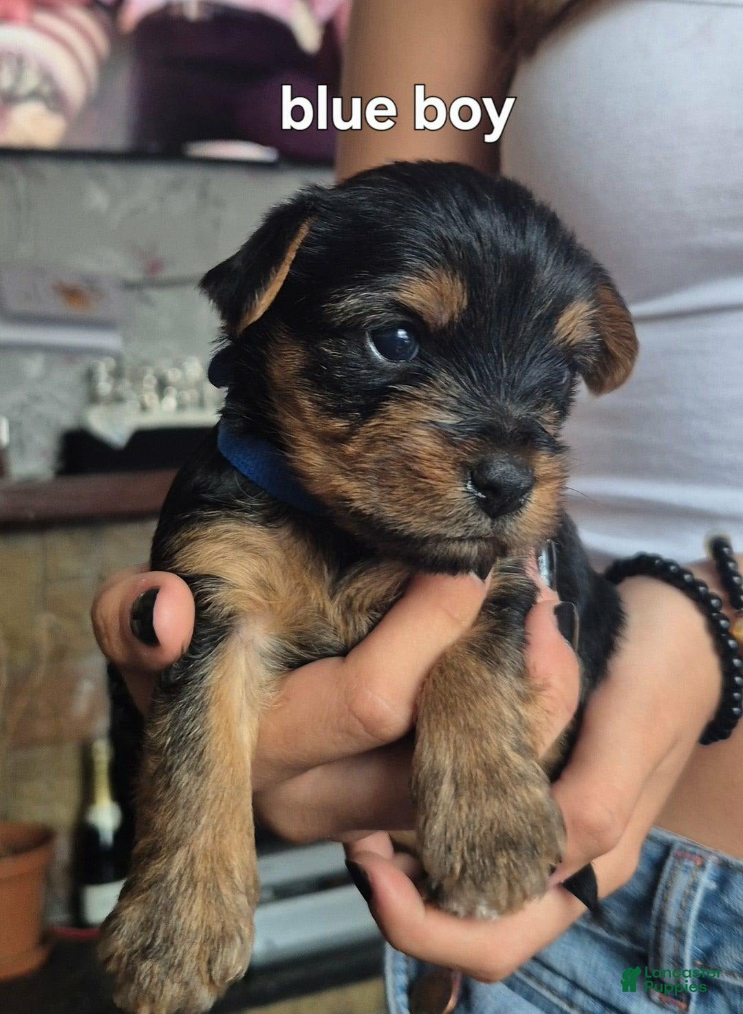 Yorkshire Terrier dogs for sale: Billy - Image 1